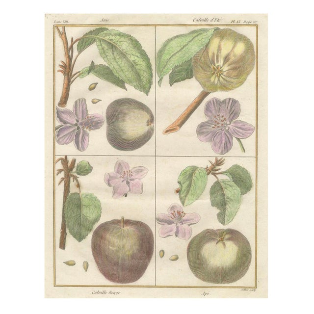 Poiteau and Turpin, Illustrations of Apples, Pears and Peaches, Engravings, 1820, Set of 3 For Sale - Image 3 of 5