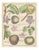 Poiteau and Turpin, Illustrations of Apples, Pears and Peaches, Engravings, 1820, Set of 3 For Sale - Image 3 of 5
