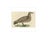Sepp & Nozeman, Bird Illustration of the Great Skua, 1829, Print For Sale - Image 3 of 6