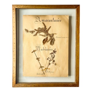 Antique French Framed Herbarium Amaranth Specimen and Blackletter Calligraphy For Sale