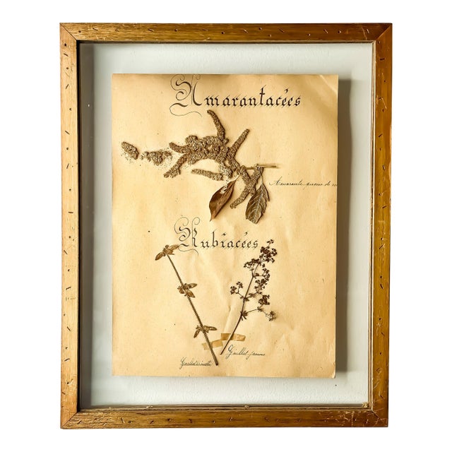 Antique French Framed Herbarium Amaranth Specimen and Blackletter Calligraphy For Sale