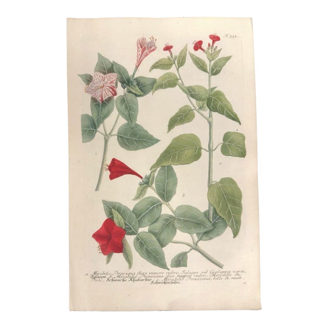 c.1730 Hand-Colored Botanical Mezzotint — Mirabilis Jalapa by Johann Wilhelm Weinmann For Sale