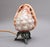 Antique Carved Shell Cameo Lamp, 1880 For Sale - Image 10 of 10