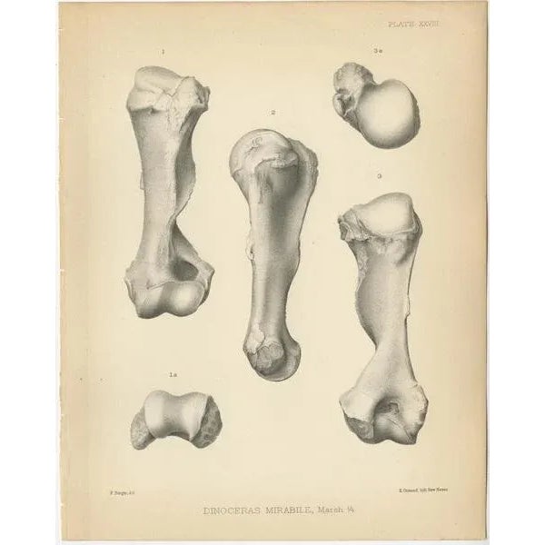 Set of four antique prints titled 'Dinoceras Mirabile'. Original lithograph of the humerus, radius, ulna and left scapula...