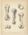 Set of four antique prints titled 'Dinoceras Mirabile'. Original lithograph of the humerus, radius, ulna and left scapula...