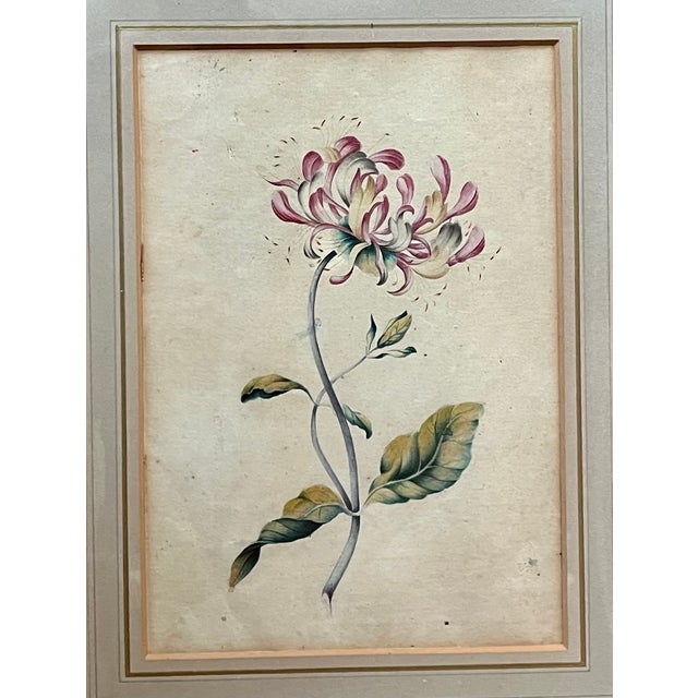 Antique 18th Century English George III Botanical Watercolor Painting Study of a Flower For Sale - Image 4 of 12