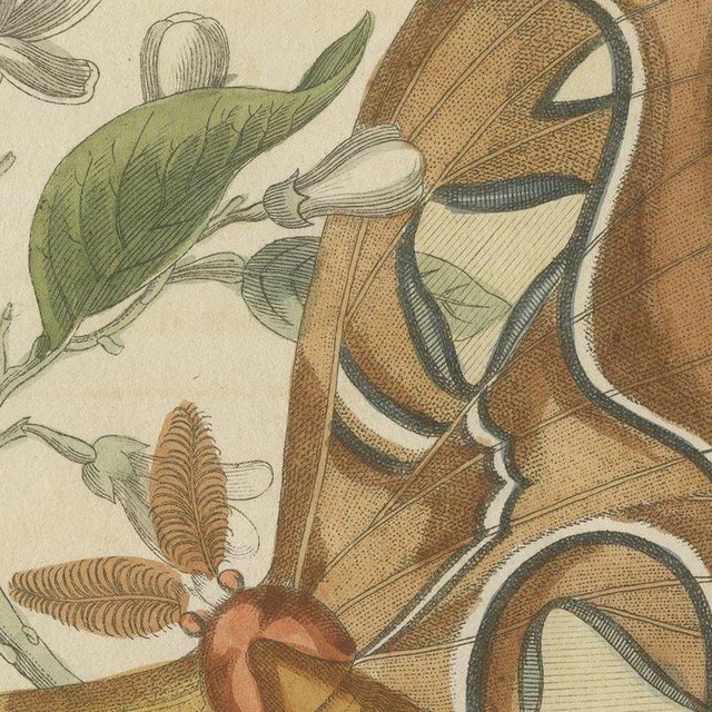 Bertuch, Atlas Moth on a Flowering Branch, 1805, Print For Sale - Image 4 of 12