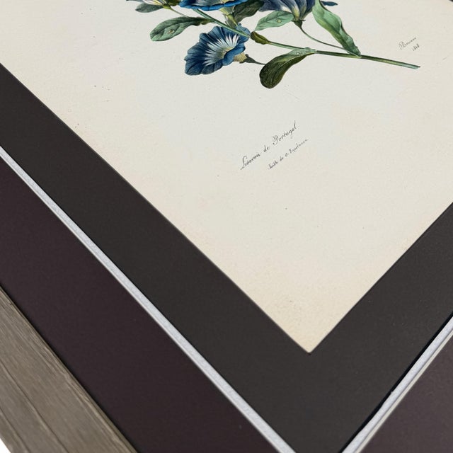 Antique Botanical Print of Morning Glory | 1818 French Hand-Colored Lithograph For Sale In Columbus - Image 6 of 8