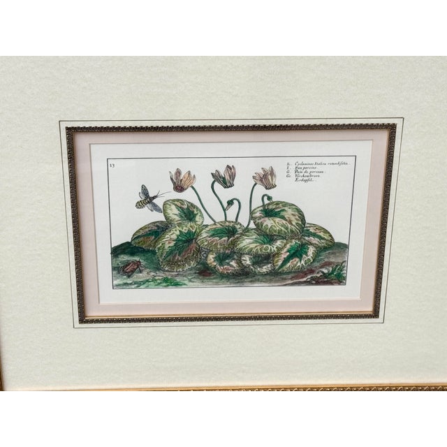 Late 20th Century Vintage Framed Cyclamen Flower Print For Sale - Image 5 of 7