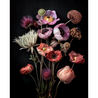Velvet Requiem, Contemporary Botanical Photograph by Michael Filonow For Sale