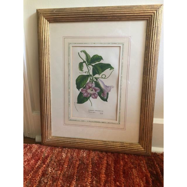 Original Botanical Framed Prints - Set of 2 | Chairish