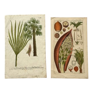 Vintage Boho Botanical Engravings - Set of 2 For Sale