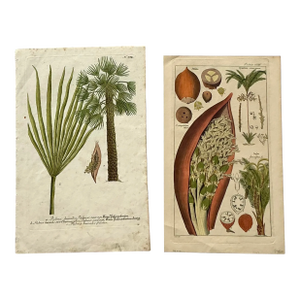 Vintage Boho Botanical Engravings - Set of 2