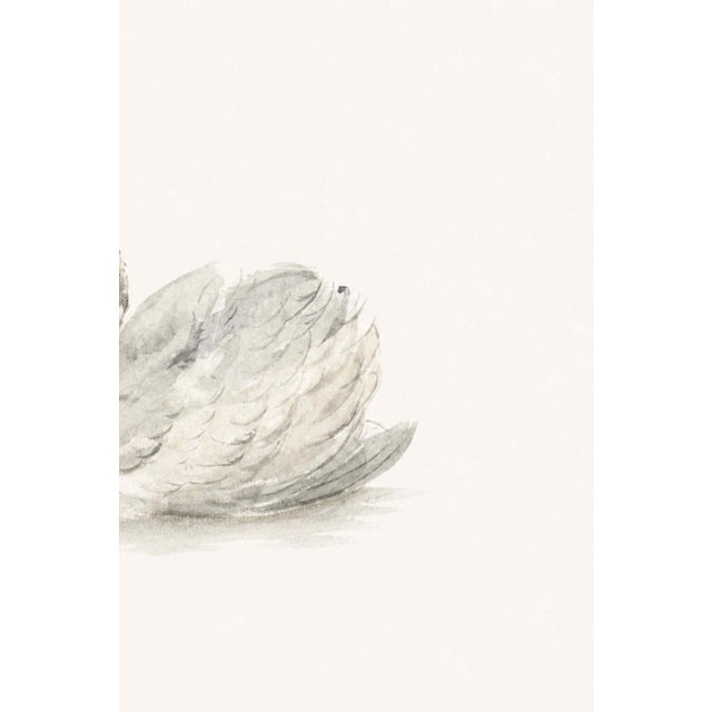 Mute Swan by Aert Schouman, Vintage Bird Art Print Reproduction, 24" X 16" For Sale - Image 4 of 9