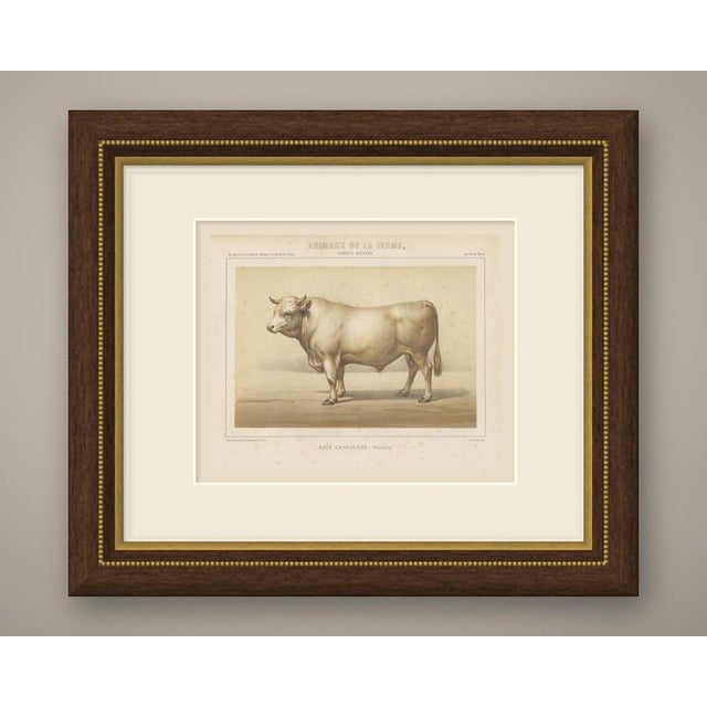 An original antique chromolithograph, printed in color, lettered "race charolaise, taureau." and published in paris about...