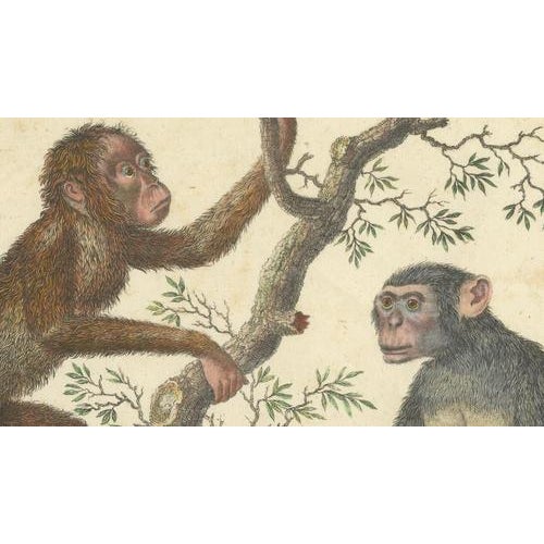 Early 19th Century Karl Joseph Brodtmann, Orangutan & Chimpanzee, 1816, Lithograph For Sale - Image 5 of 9