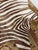 5ft 1in × 5ft 8in Zebra Printed Hair on Hide Area Rug For Sale - Image 9 of 12