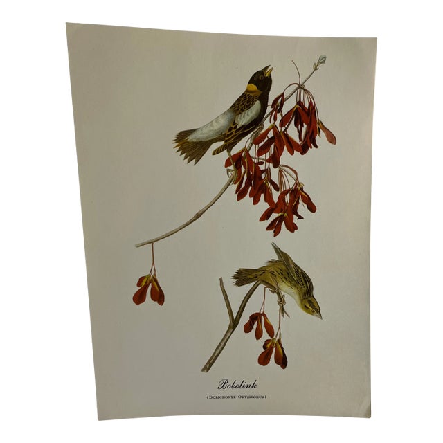 1960s After Audubon Bobolink Print For Sale