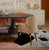 Louis I Dining Chairs by Ottiu, Set of 6 For Sale - Image 10 of 14