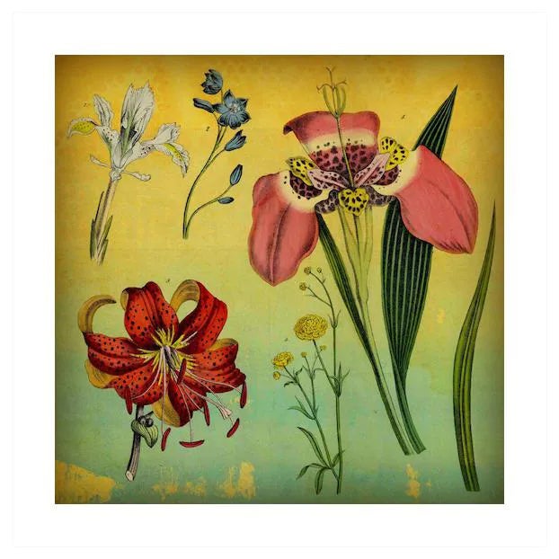 Antique 'Lily & Iris' Archival Print For Sale