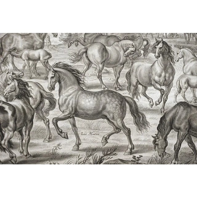 18th Century Equestrian Horsemanship Engravings Framed - A Pair For Sale In Philadelphia - Image 6 of 10