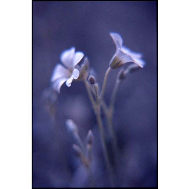 Paul Cooklin, Woodruff, Gallium Odoratum, Edition of 50 For Sale - Image 7 of 7