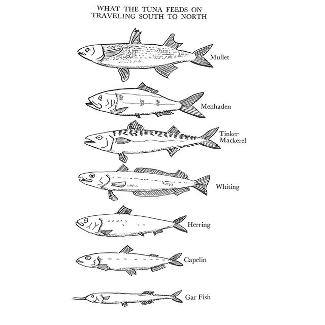 "Tony the Tuna" 1975 Farrington, S. Kip Jr. For Sale - Image 4 of 6