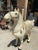 1970s Life Size Marble Horse With Gem Details For Sale - Image 4 of 7