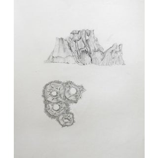 Mid 20th Century Detailed Pencil Drawing Study of Barnacles For Sale