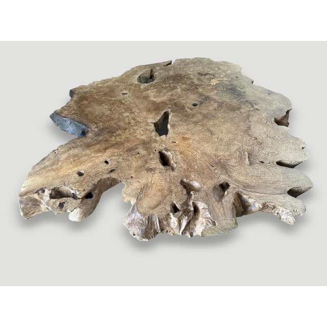 Andrianna Shamaris Monumental Rare Burl Teak Wood Coffee Table For Sale - Image 17 of 18