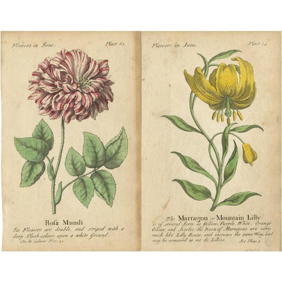 J. Duke, Illustration of the Mountain Lily and Rosa Mundi, 1747, Print For Sale