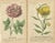 J. Duke, Illustration of the Mountain Lily and Rosa Mundi, 1747, Print For Sale