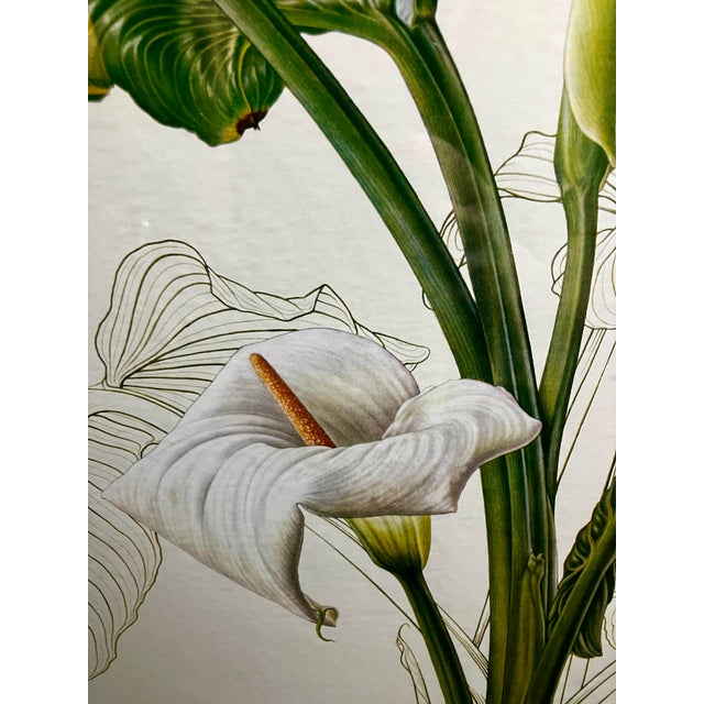 Wood Vintage Framed Botanical Lithographic Print of Zantedeschia Aethiopica (Calla Lily) by Thalia Lincoln. For Sale - Image 7 of 18