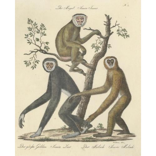 Karl Joseph Brodtmann, Gibbons & Monkeys, 1816, Lithograph For Sale - Image 3 of 10