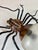 Mid-Century Modern Spider Wall Lamp, 1960s For Sale - Image 10 of 18