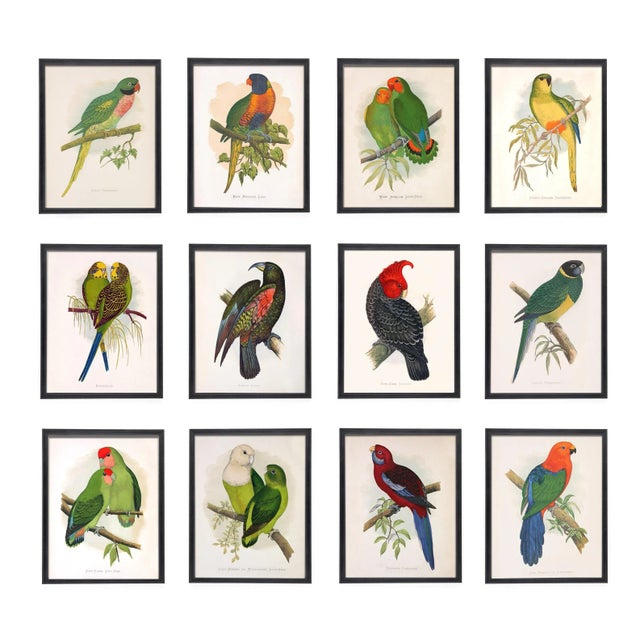 This set of 12 charming Parrots is remastered from the original plates of W.T Greene's 19th Century study illustrated by...