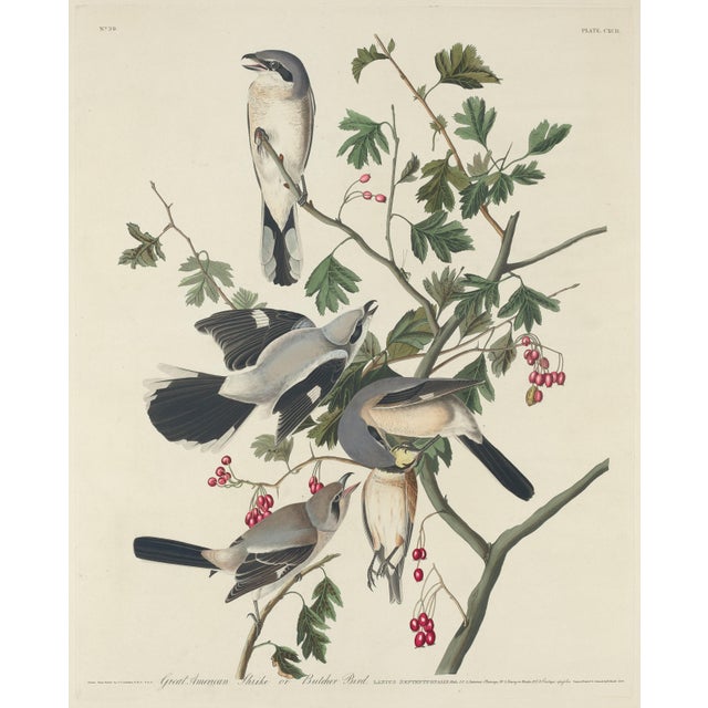 Paper Vintage John James Audubon Reproduction Prints —Grouse, Shrike, Finch, Titmouse, Wren, Falcon, Crossbill and Warbler - Collection of 4 For Sale - Image 7 of 9