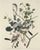 Paper Vintage John James Audubon Reproduction Prints —Grouse, Shrike, Finch, Titmouse, Wren, Falcon, Crossbill and Warbler - Collection of 4 For Sale - Image 7 of 9