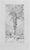 The Big Tree is an artwork realized by Carlo Ferrari (1861-1950) in 1899. Pencil drawing, dated and signed by the artist...