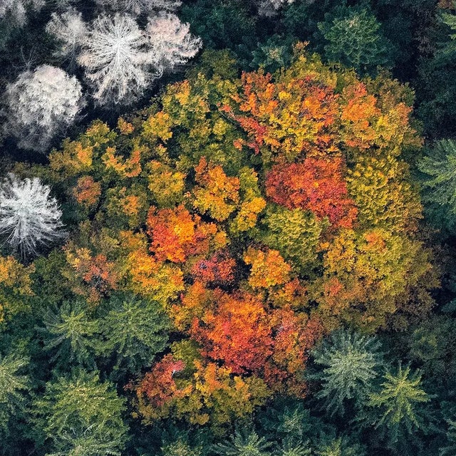 "Bavarian_Forest_014" Size C Limited Edition Fine Art Photograph by Bernhard Lang For Sale - Image 6 of 7