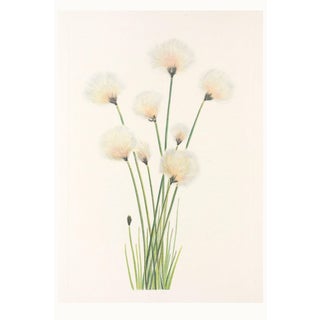 Hare's-Tail Cottongrass, Vintage Botanical Art Print by Mary Vaux Walcott, 40" X 60" For Sale