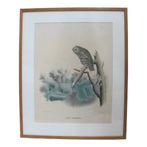 Daniel Giraud Elliot Hand Tinted 1869 Whitneys Flammulated Owl Framed Lithograph