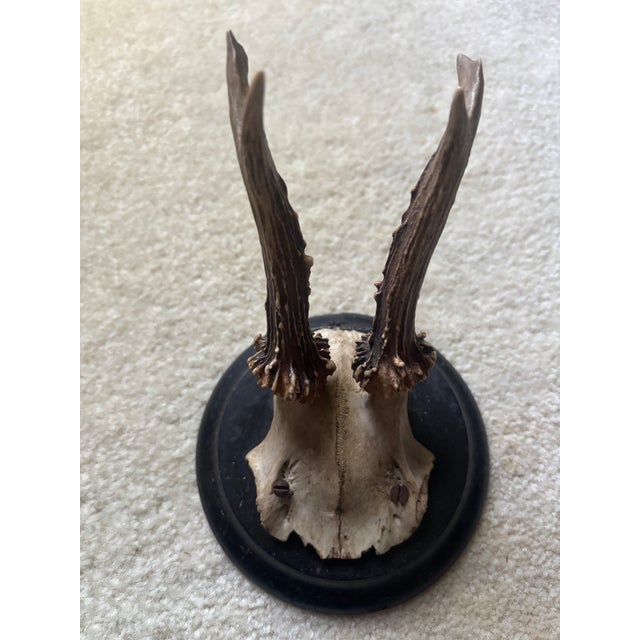 Rustic Mounted Roe Buck Antlers, Set of Five For Sale - Image 3 of 16