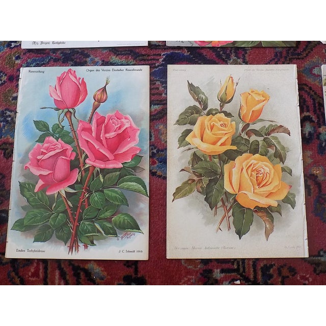 Antique Botanical Lithographs of Roses - Set of 12 For Sale In Cincinnati - Image 6 of 9