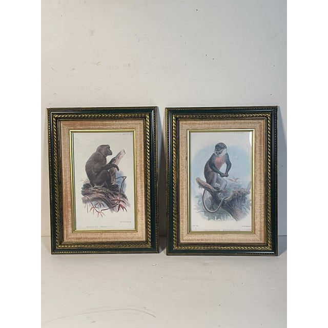 Antique pair of zoological monkey Chromolithographs in antique profile frames.