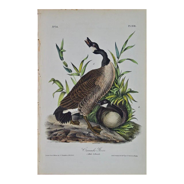 Canada Goose: An Original 1st Edition Hand Colored Audubon Bird Lithograph, 1840 For Sale