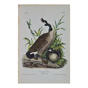 Canada Goose: An Original 1st Edition Hand Colored Audubon Bird Lithograph, 1840