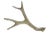 Natural 4 Point Antler For Sale - Image 4 of 5
