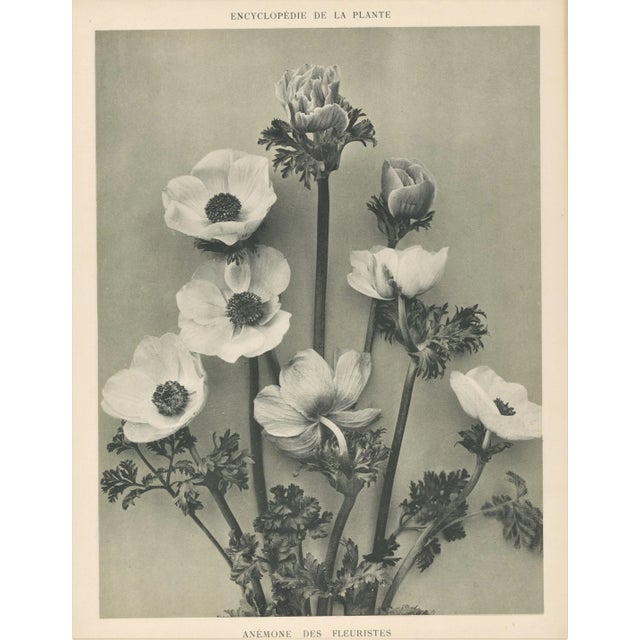 1902 Set of 5 French Botanical Photographs For Sale In New York - Image 6 of 8