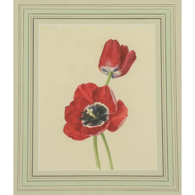 Botanical watercolor of a single parrot tulip. Beautifully framed with French mat and giltwood frame.